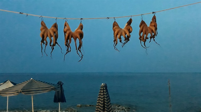 Octopus drying